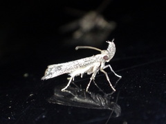 Dichomeris inversella