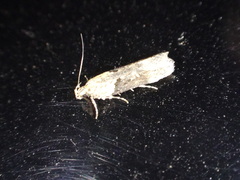 Chionodes mediofuscella