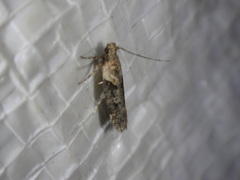 Chionodes mediofuscella