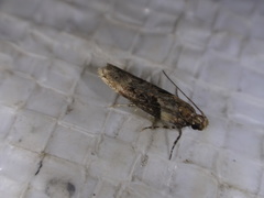 Chionodes mediofuscella