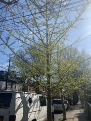 Ginkgo biloba