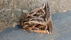 Pseudaleucis cruciferaria