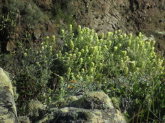 Castilleja grisea