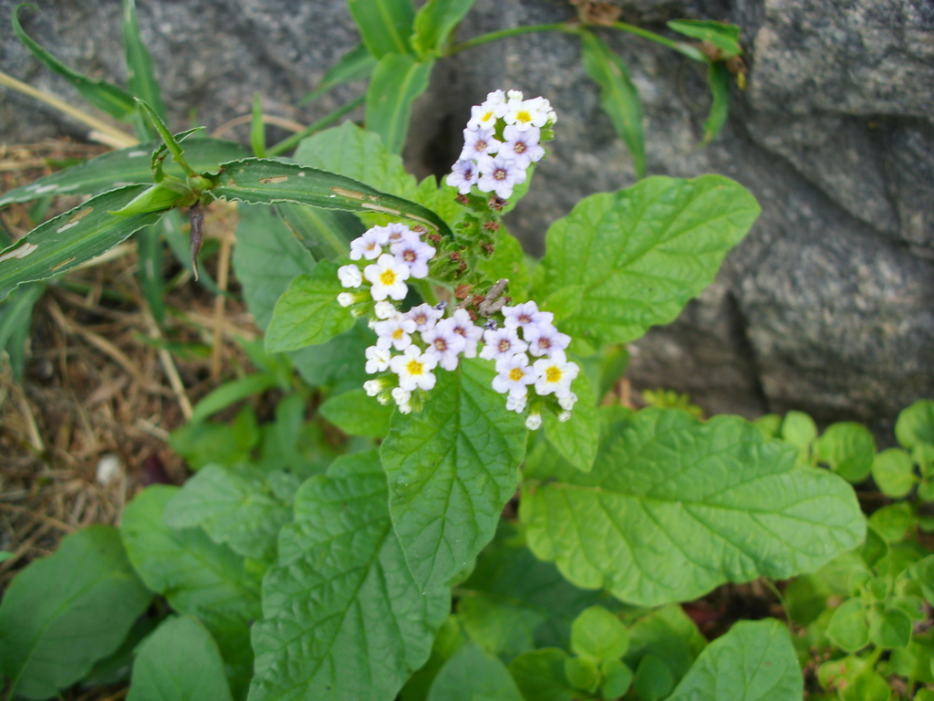 Heliotropium nicotianifolium