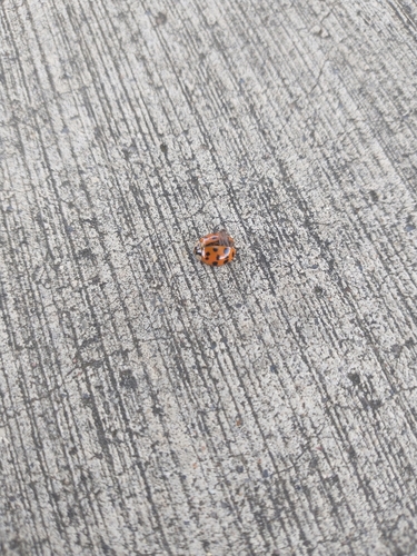 Asian Lady Beetle