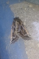 Pseudaleucis cruciferaria