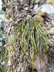 Vittaria lineata image