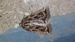 Pseudaleucis cruciferaria