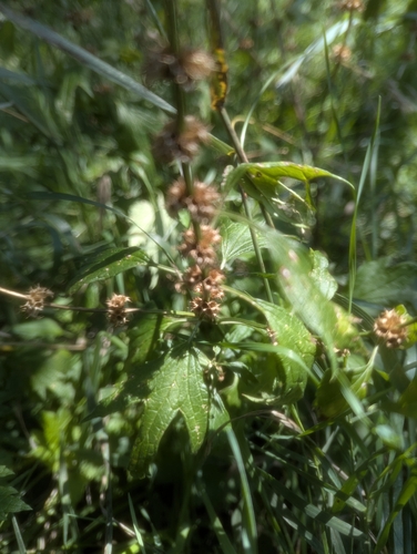 common motherwort