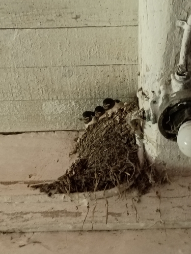 Barn Swallow