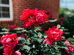 Rosa