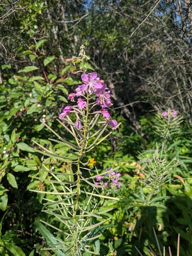 fireweed