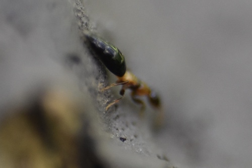 Sclerodermus observed 2026-08-18