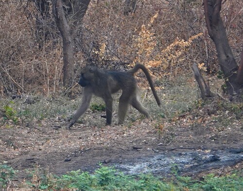 Chacma Baboon