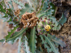 Reichardia ligulata