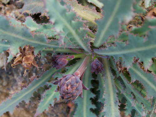 Reichardia ligulata, photograph 2