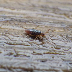 Hydroisotoma schaefferi