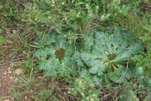 Arctopus echinatus, photograph 2