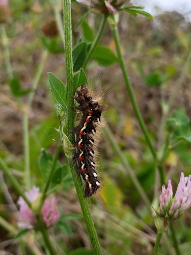 Knot Grass Moth