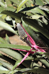 Aechmea bromeliifolia