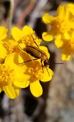 Nemognatha scutellaris