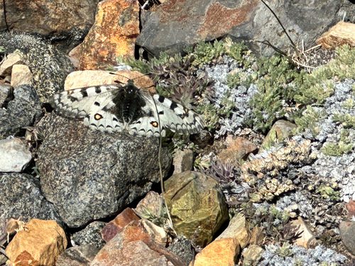 iNaturalist observation photo of Rocky Mountain Parnassian