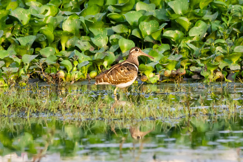 iNaturalist image