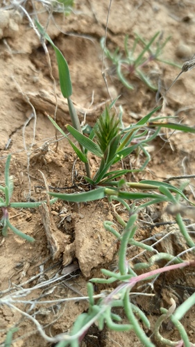 Eremopyrum orientale, photograph 2