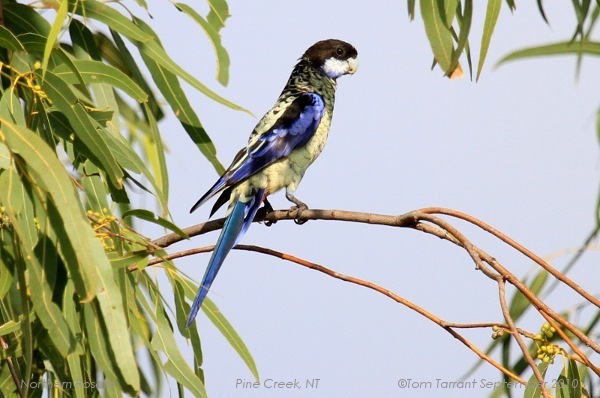 Rosellas