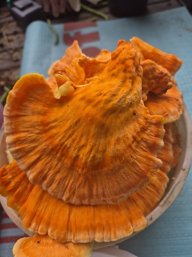 chicken of the woods
