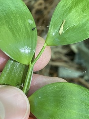 Danae racemosa