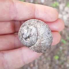 Helix melanostoma