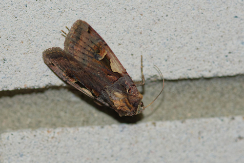 Setaceous Hebrew Character