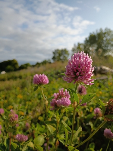 Red Clover