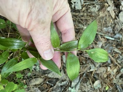 Danae racemosa