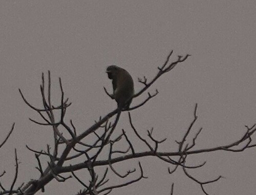 Vervet Monkey