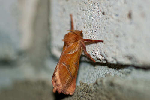 Orange Swift