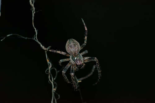 Larinioides ixobolus