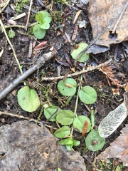 Veronica serpyllifolia