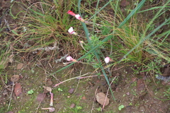 Oxalis tenuifolia