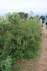 Euclea racemosa, photograph (c) Tony Rebelo, some rights reserved (CC BY-SA)