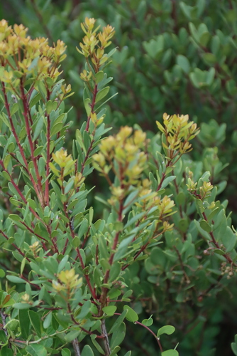 Euclea racemosa