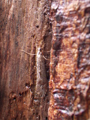Glyphopsyche irrorata