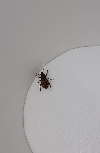 Raucous Broad-nosed Weevil