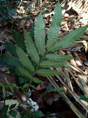 Pometia pinnata