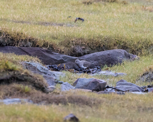 Temminck's Stint