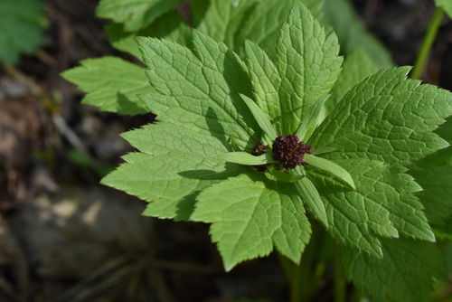 Image of Sanicula rubriflora by (c) Repina Tatyana, some rights reserved (CC BY)