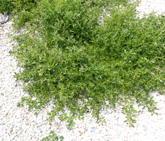 Oxybasis ambigua