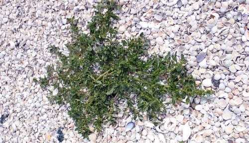 Oxybasis ambigua, photograph 2