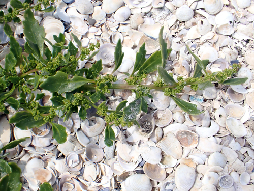 Oxybasis ambigua, photograph 1